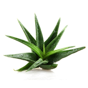 Aloe Vera in can